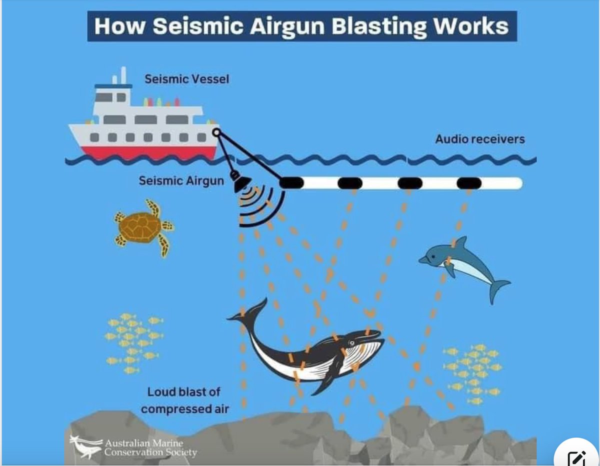 Offshore wind surveys use high-intensity noise devices to map the seabed. These noise levels overlap with whale hearing and vocalizations, disrupting their behavior and potentially leading to serious harm or even death. Why: tinyurl.com/53tsfnye