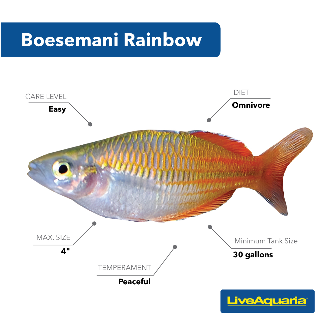LiveAquaria's tweet image. Fish Detectives, did you guess the Boesemani Rainbow was our last featured fish? With a peaceful disposition, it gets along with so many other freshwater species. Beginners: take one home today!
tiny.cc/vvzrzz
#rainbowfish #freshwaterfish #beginnerfish