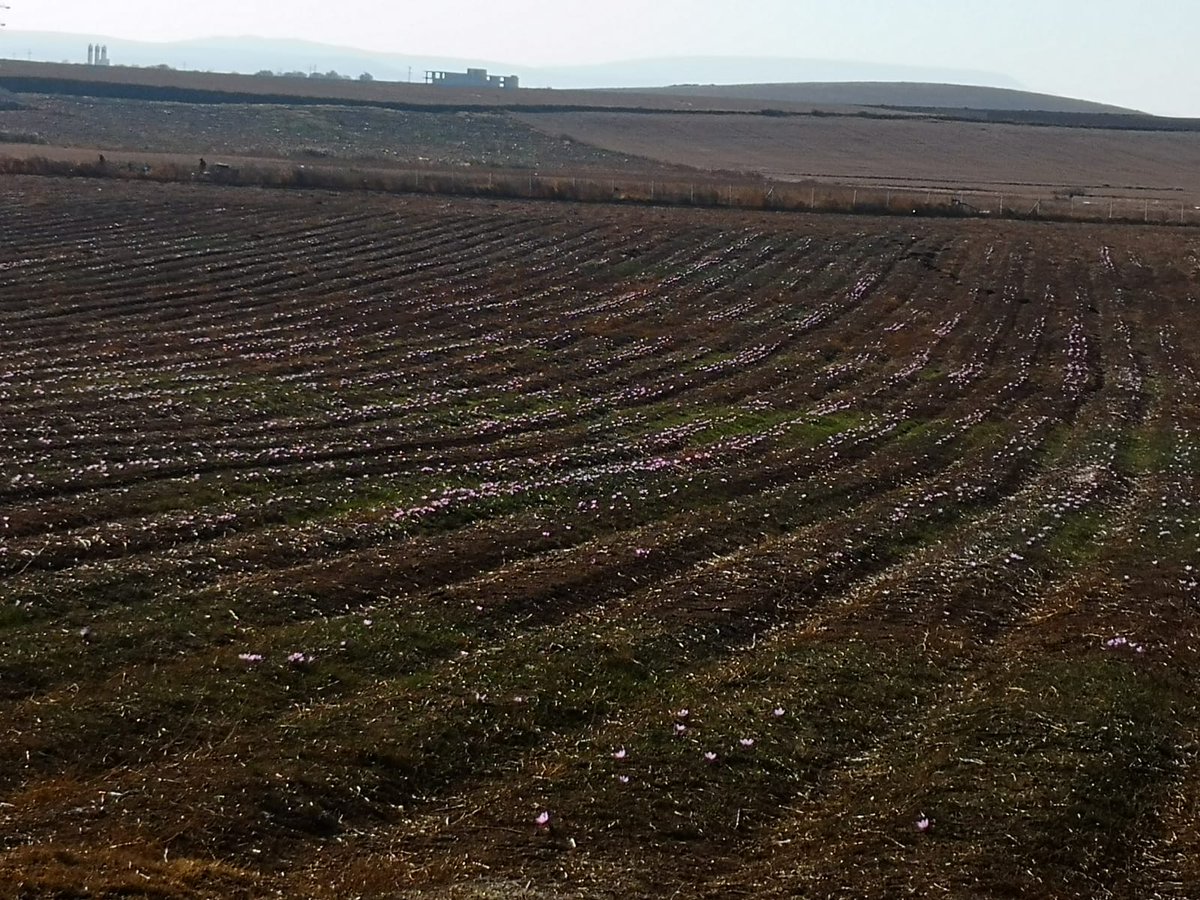 Bugün tarlamızdan bazı fotoğraflar💜💜

Hasat şenliğimiz ile ilgili bildirim yakında gelecektir.
Takipçilerimizden instagram hesabımızı da takip etmelerini rica ederiyoruz.

👇
instagram.com/saffonasafran?…