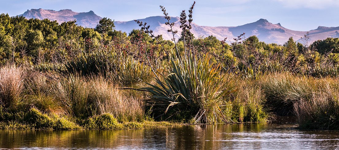 isakgilbert's tweet photo. @sam_bidwell Very strange take.   Dense forests and wetlands from nz that you’re missing as a result-> https://t.co/cPPj0IjhrP