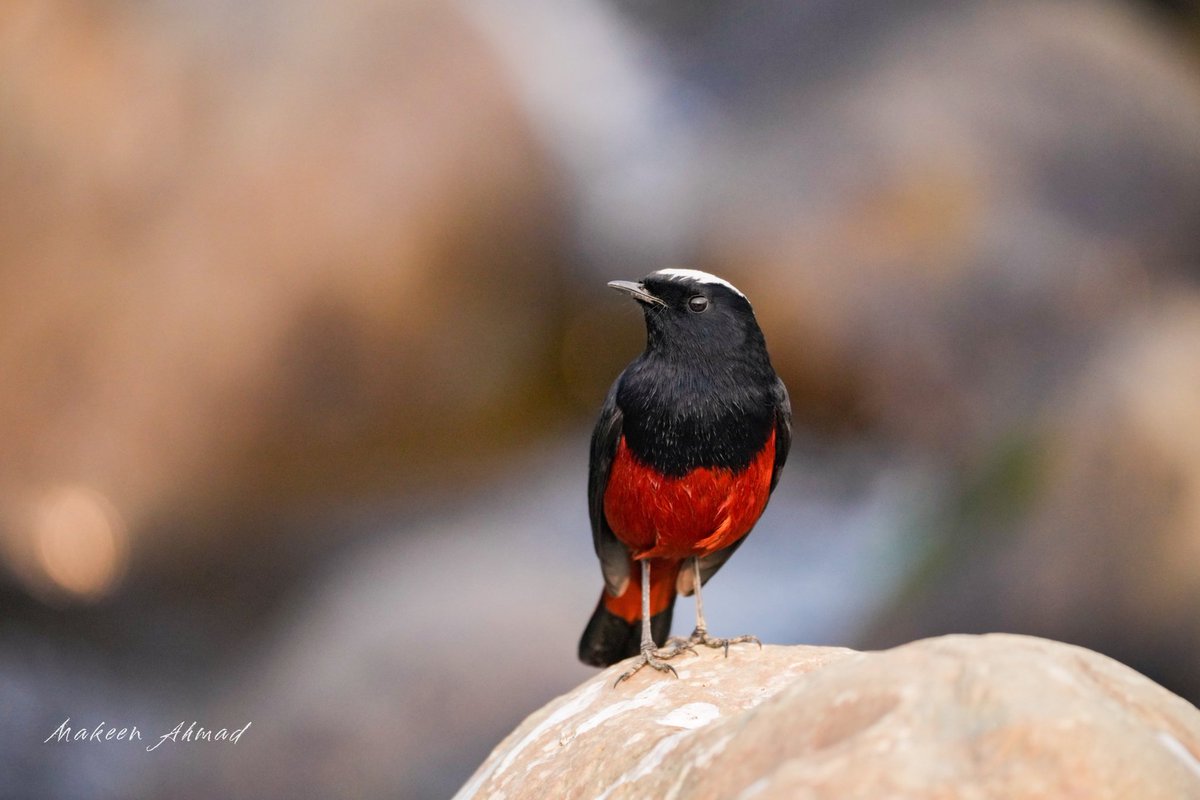 MakeenAhmad_'s tweet photo. White-Capped Redstart https://t.co/I7WnDZ4Epc