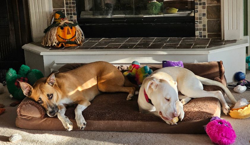 drnik46's tweet photo. My babies! #DailyRio #RubyRoo #RioAndRuby https://t.co/dIYtOig9FC