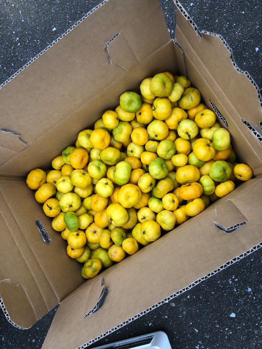 本日は福来みかんの収穫に行ってきました！
福来みかんのなる立派な木から
たくさんの福来みかんが採れました！
収穫させていただいた農家様
どうもありがとうございました！
#茨城大学 #みかん #土浦 #サイダー #美味しい #フルーツ