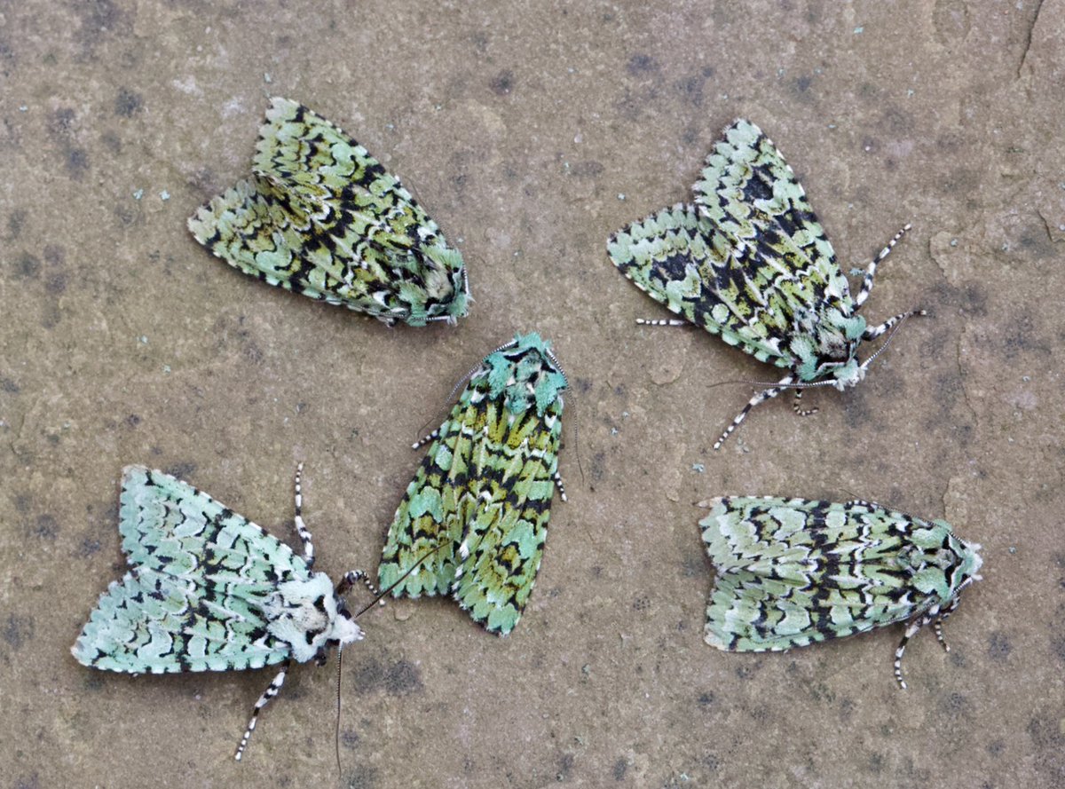 More Merveille du Jour last night in our #Yorkshire garden. Stunning Autumn moths.