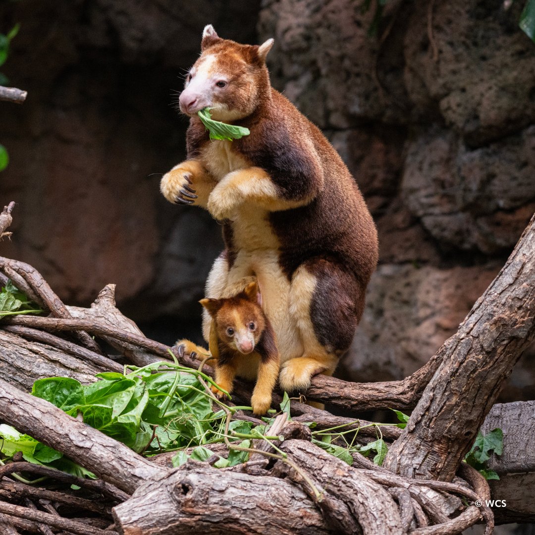 Plan a fall trip to the Bronx Zoo to see some new faces, including our Matschie's tree kangaroo joey in JungleWorld! 

Learn more about what’s new and notable at the Bronx Zoo: bit.ly/3UnV2Pv