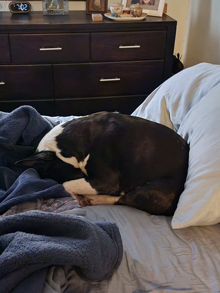 Classic bully tuck this morning🐾❤️ Finally getting chilly in the am.