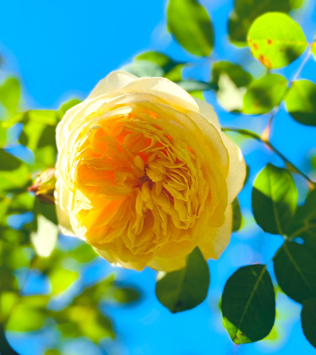 birdbud88's tweet photo. More gorgeous n fragrant Fall 🌹🌹🌹#NaturePhotography #TwitterNatureCommunity #TwitterNaturePhotography #nature #NatureBeauty #FallRoses #Fall2024 https://t.co/JT38g0CqL7