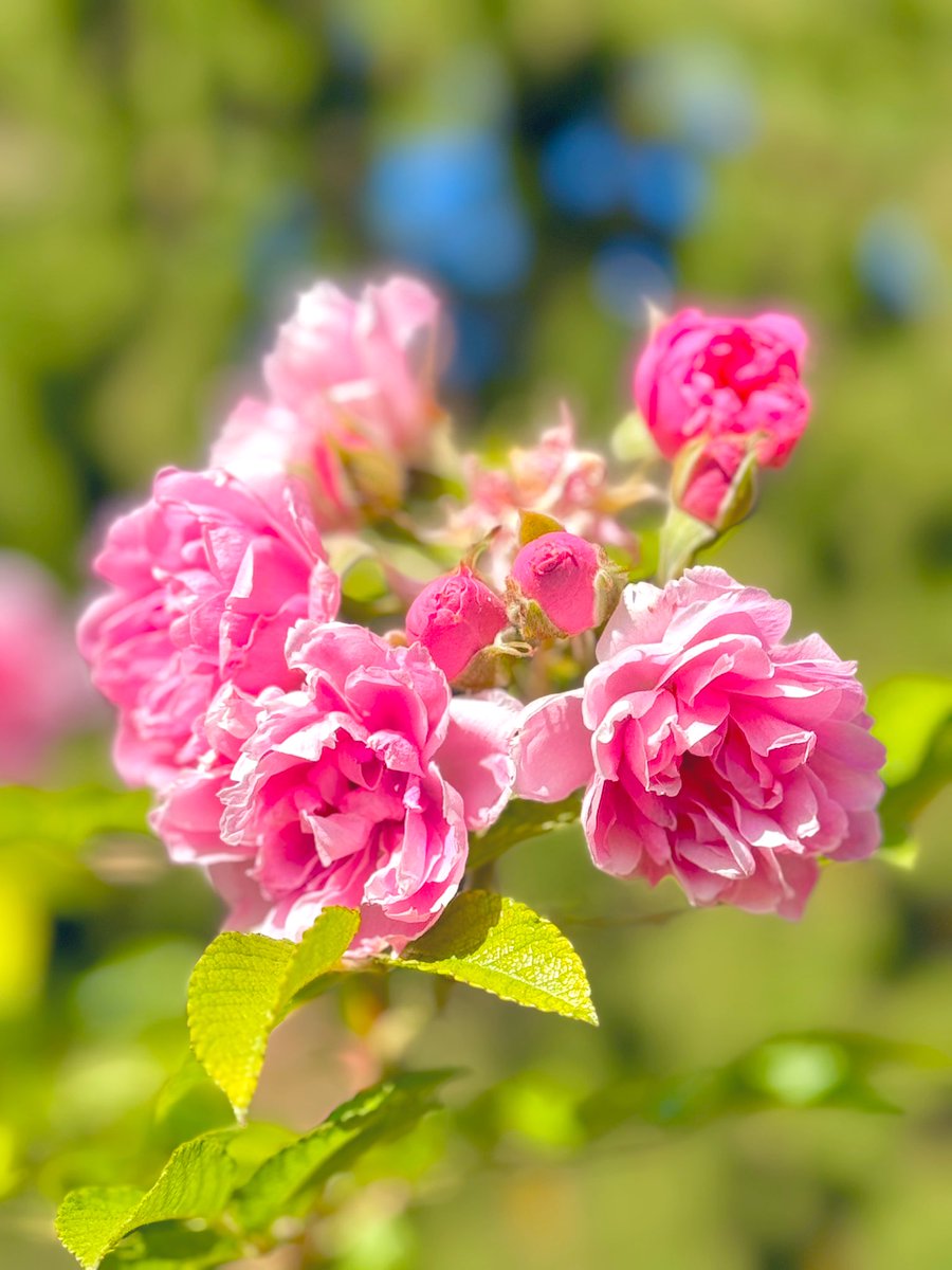 birdbud88's tweet photo. More gorgeous n fragrant Fall 🌹🌹🌹#NaturePhotography #TwitterNatureCommunity #TwitterNaturePhotography #nature #NatureBeauty #FallRoses #Fall2024 https://t.co/JT38g0CqL7