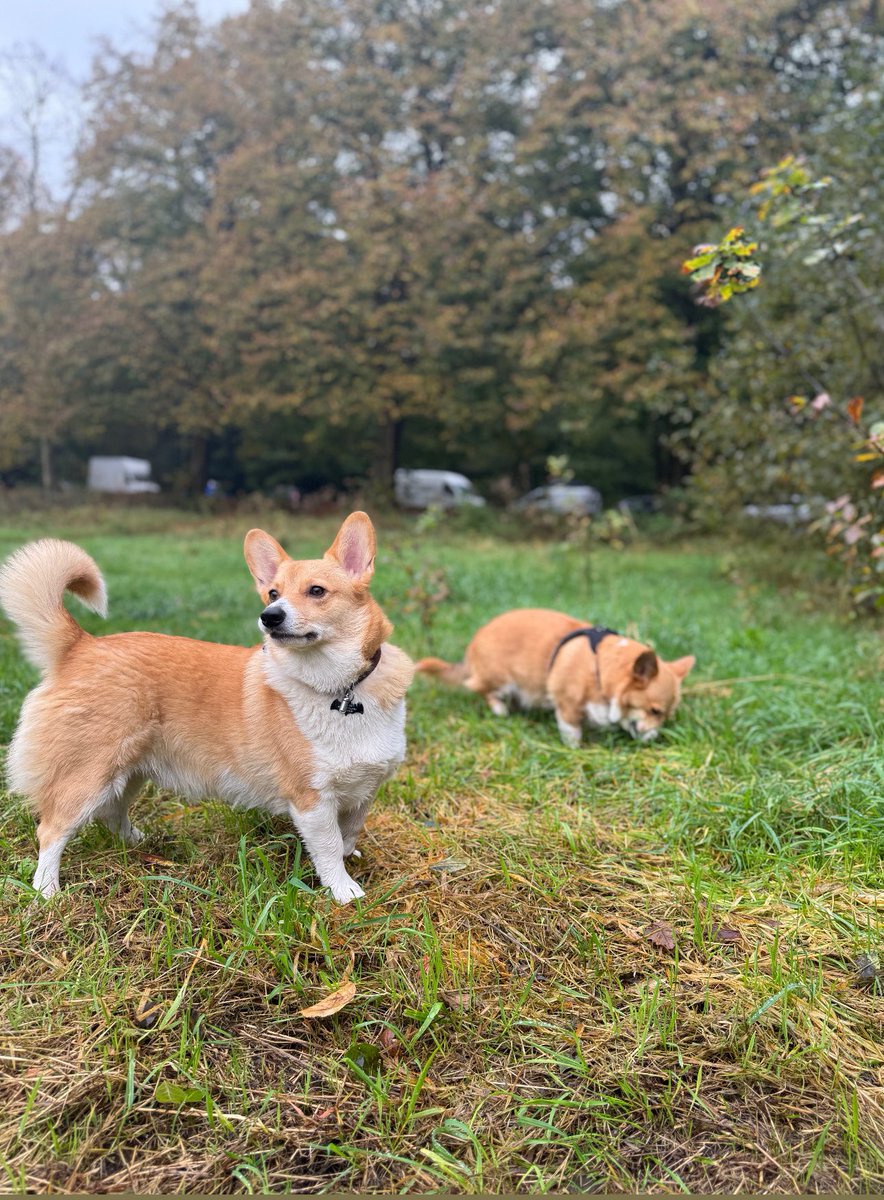 Aurelcaz's tweet image. Handsome boy ❤️

#CorgiCrew #corgilover #London #fallseason