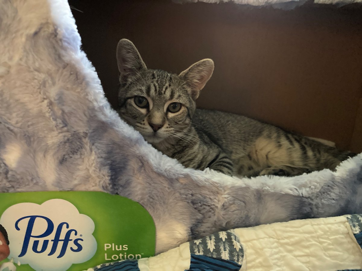 Lee_in_Iowa's tweet photo. @davidsupercat I had the same issue when I adopted #FinnAgain. I’m 70. Cats can live 20 years. So I got an okay from my son before I got the kitten. And sent him lots of pics. https://t.co/Bc3d5IpRnA