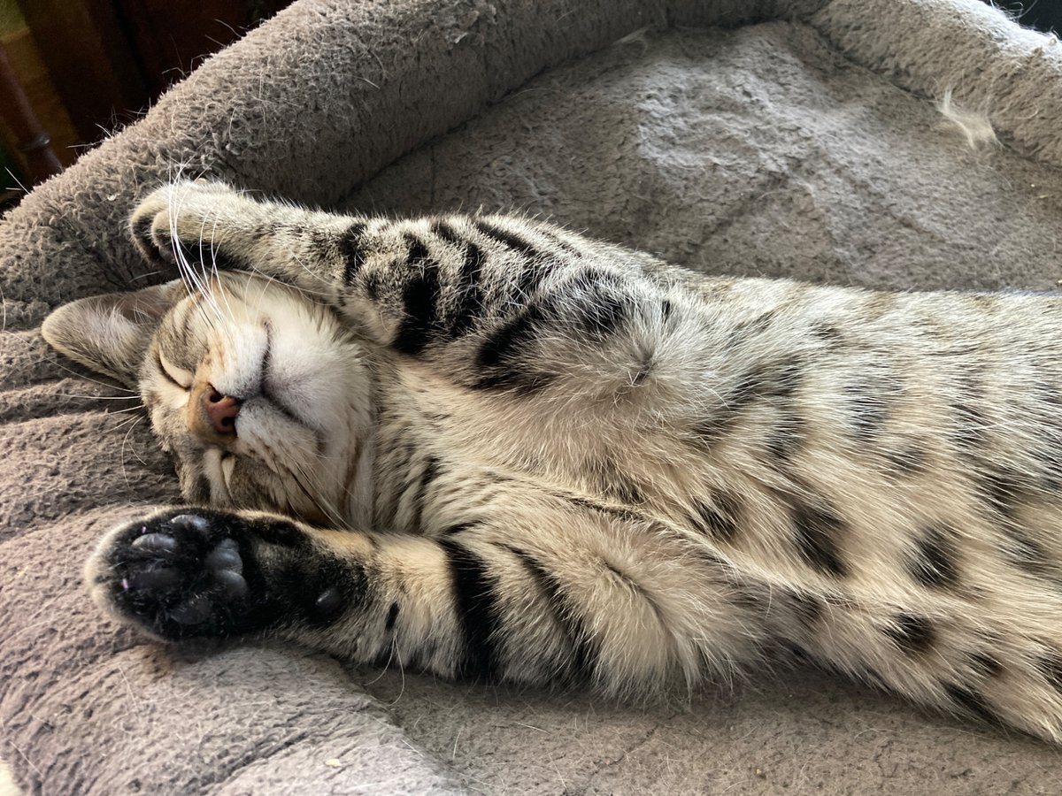 Lee_in_Iowa's tweet photo. @davidsupercat I had the same issue when I adopted #FinnAgain. I’m 70. Cats can live 20 years. So I got an okay from my son before I got the kitten. And sent him lots of pics. https://t.co/Bc3d5IpRnA