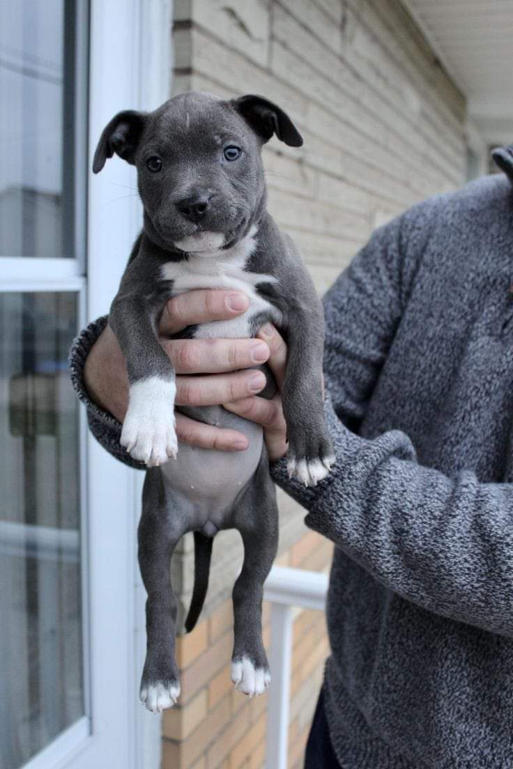 PitbullAddicts's tweet photo. If you have a pitbull then Show your pitbull❤️
.
.
#pitbull #pitbullpuppy https://t.co/y13A0Z6TWR