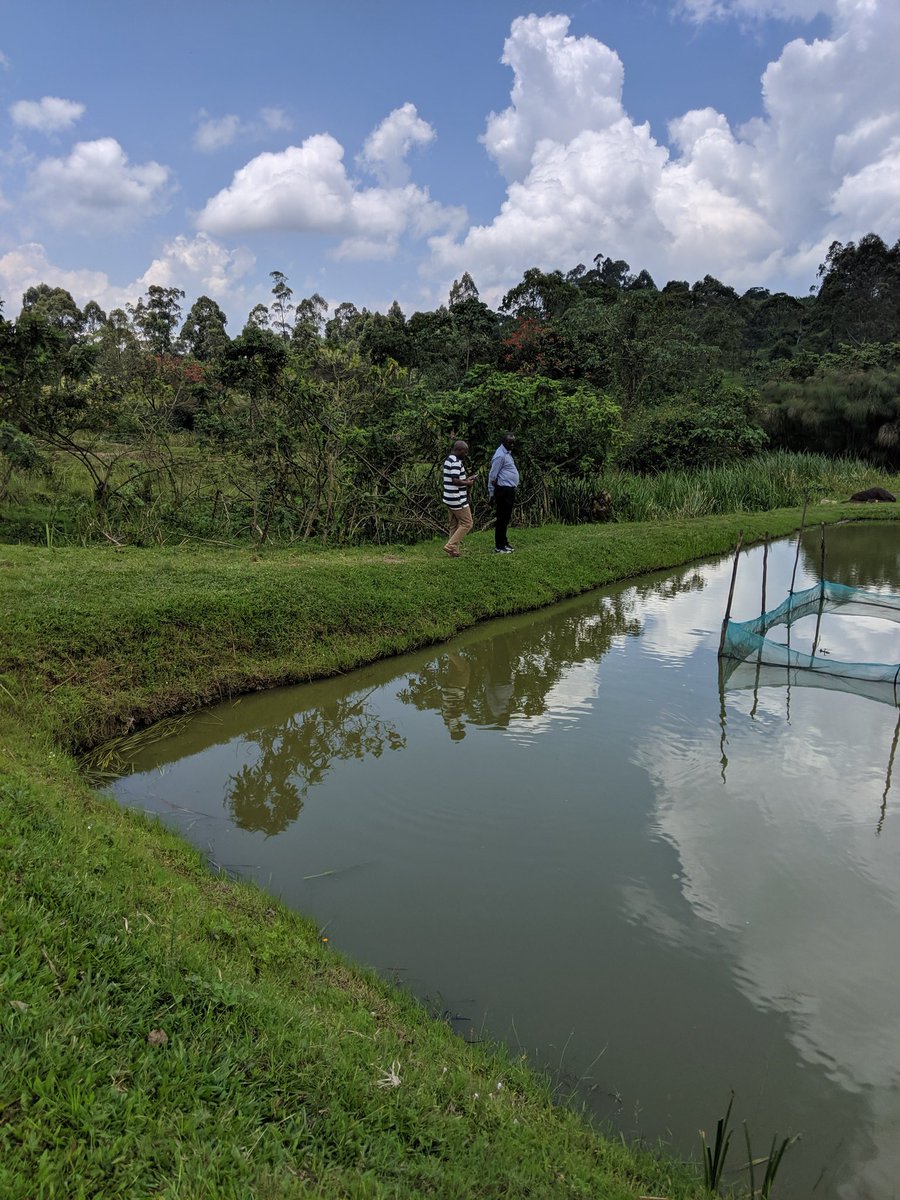 PausonJ's tweet photo. Rural Aquaculture Development Rukungiri RAD LTD is pleased with hosting area Member of parliament Hon.Namanya Naboth. He is looking at the production of Black soldier fry and fish ponds' management. https://t.co/IBsMwqW1J4