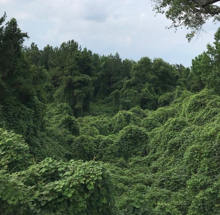 green world.