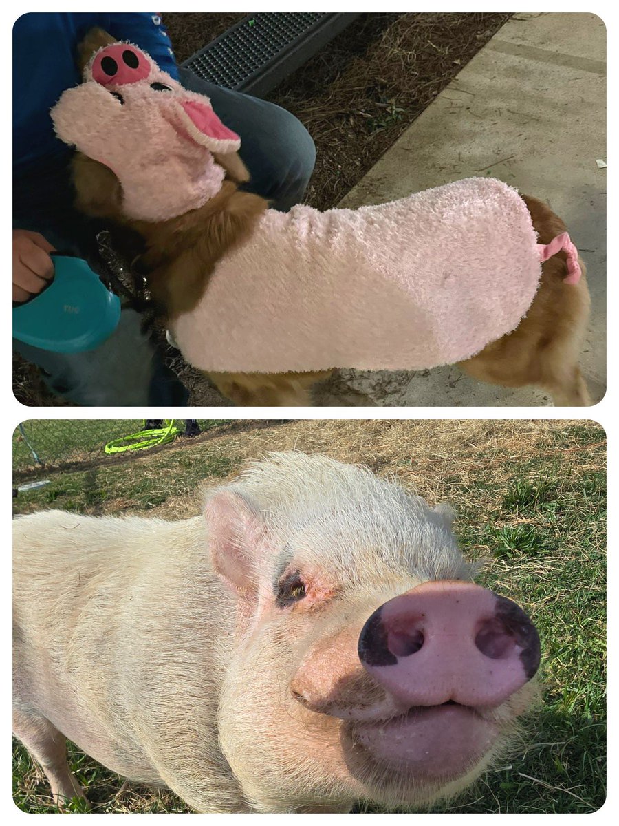 Erin Pringle tweet media