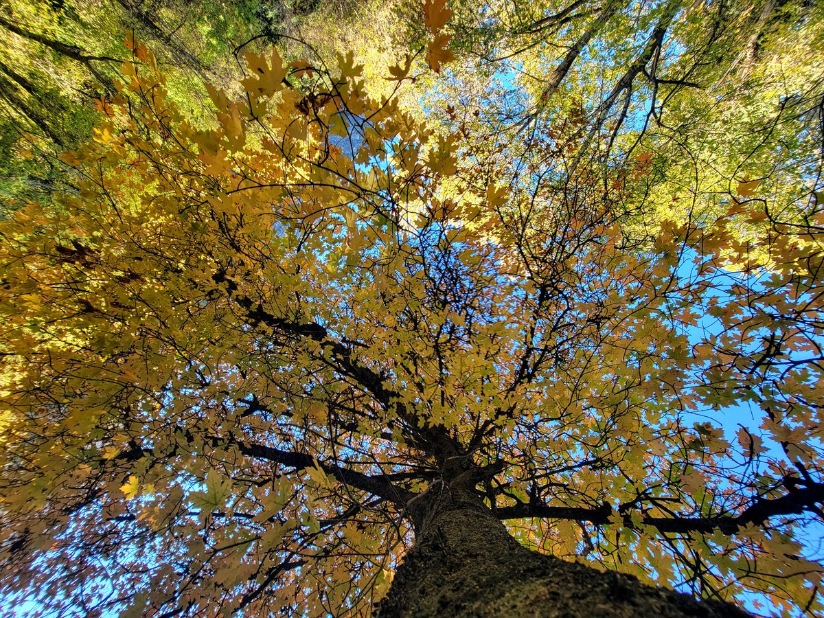Who else loves to LOOK UP? ✨ 🌳

QP/Share yours 💛