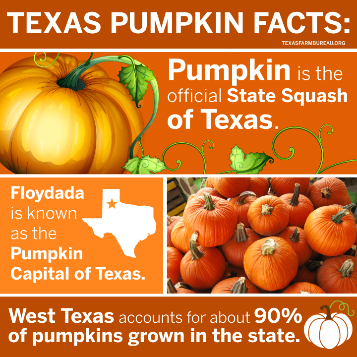 TexasFarmBureau's tweet photo. No trick. Texas pumpkins are a treat! Carve out some fall fun on #NationalPumpkinDay, and take a bite out of some pumpkin facts:

🎃The majority of pumpkins grown in Texas are used for decoration.
🎃There’s a Pumpkin, Texas in San Jacinto County.
🎃Floydada, Texas is known as the Pumpkin Capital of Texas.