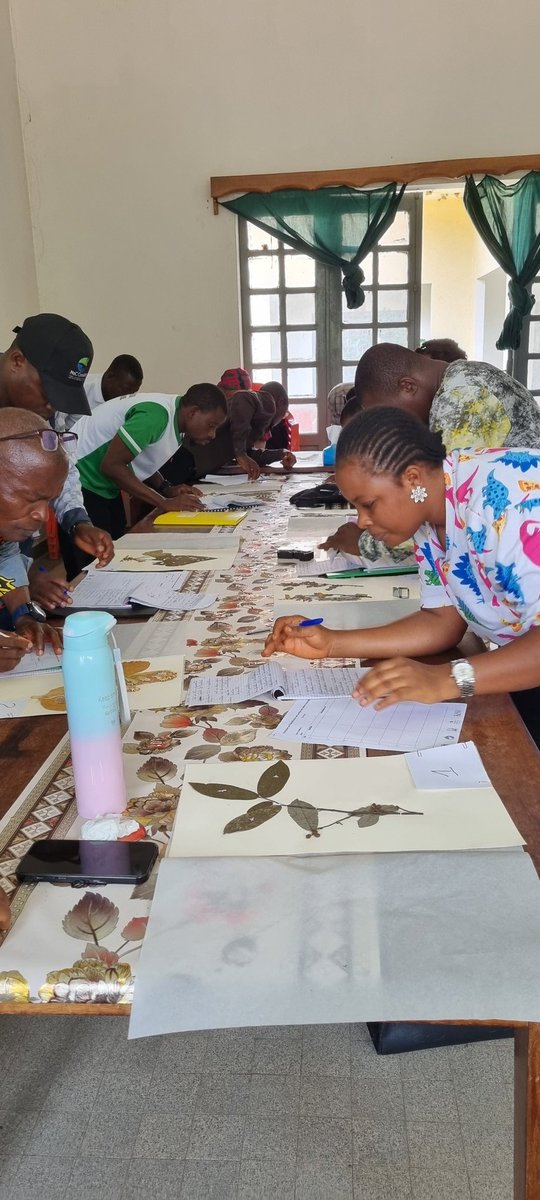 HerbierGuinee (@herbierguinee) on Twitter photo C'est le dernier jour de la formation, donc c'est l'heure de l'examen ! Beaucoup de concentration et silence dans la salle pour les évaluations personnelles. Bonne chance à tous! @KewAfrica <a href="/CharlotteCouch1/">Charlotte Couch</a> <a href="/UKBCFs/">Biodiversity Challenge Funds</a> <a href="/mobotgarden/">MO Botanical Garden</a> C'est le dernier jour de la formation, donc c'est l'heure de l'examen ! Beaucoup de concentration et silence dans la salle pour les évaluations personnelles. Bonne chance à tous! @KewAfrica <a href="/CharlotteCouch1/">Charlotte Couch</a> <a href="/UKBCFs/">Biodiversity Challenge Funds</a> <a href="/mobotgarden/">MO Botanical Garden</a>
