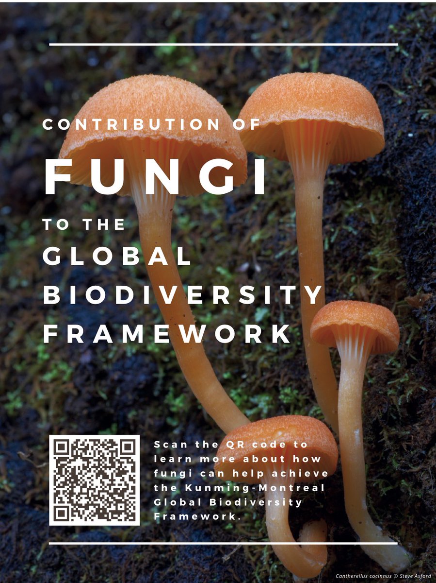 Discover the importance of #fungi for achieving the Global Biodiversity Framework (#GBF) goals and targets in the brief prepared by the Fungal Conservation Network for #COP16—
bit.ly/3YF1jsX