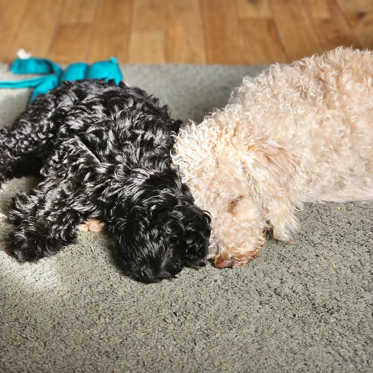 Happiness is... October half term, <a href="/MrNickKnowles/">Nick Knowles</a> winter veggie stew, <a href="/danny_robins/">Danny Robins</a> Uncanny, books by <a href="/MichaelHWood/">Michael Wood</a> and these two for company! I absolutely love autumn!! 😁