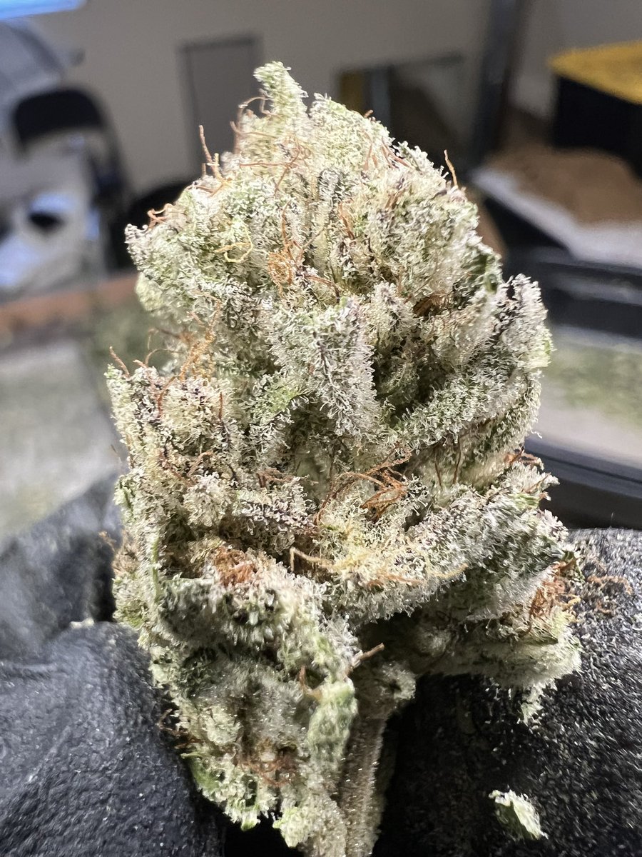 GalacticFarmer1's tweet photo. Outdoor. #Cannabis #FullSun #Terroir #Nativesoil #Natural #CircadianCannabis https://t.co/cjaFlCGsLs