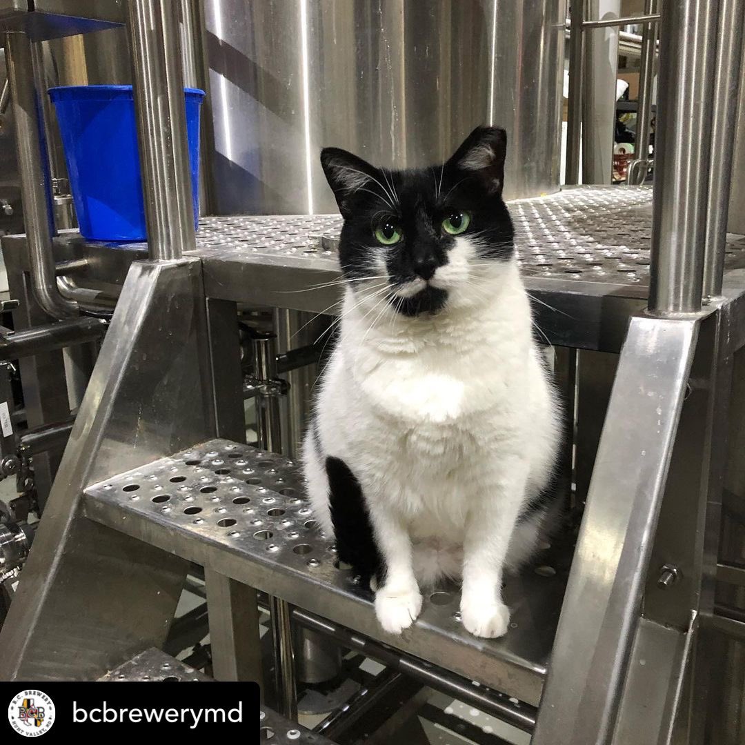 Did you miss <a href="/DojaCat/">DOJA CAT</a>’s birthday party the other day? (Happy belated bday btw!) It’s ok… you can still catch <a href="/BCBreweryMD/">B.C. Brewery</a>’s beloved brew cat Phoenix’s birthday party today noon to 4pm! Free fun for kids &amp; grownups alike - just bring a donation of food for less fortunate kitties!