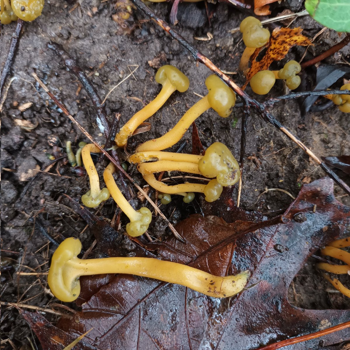 Think I found some Jelly babies: Leotia lubrica. Gills are not showing yet. There are huge numbers coming up here in central France. 
#fungi #mushrooms #wild #nature