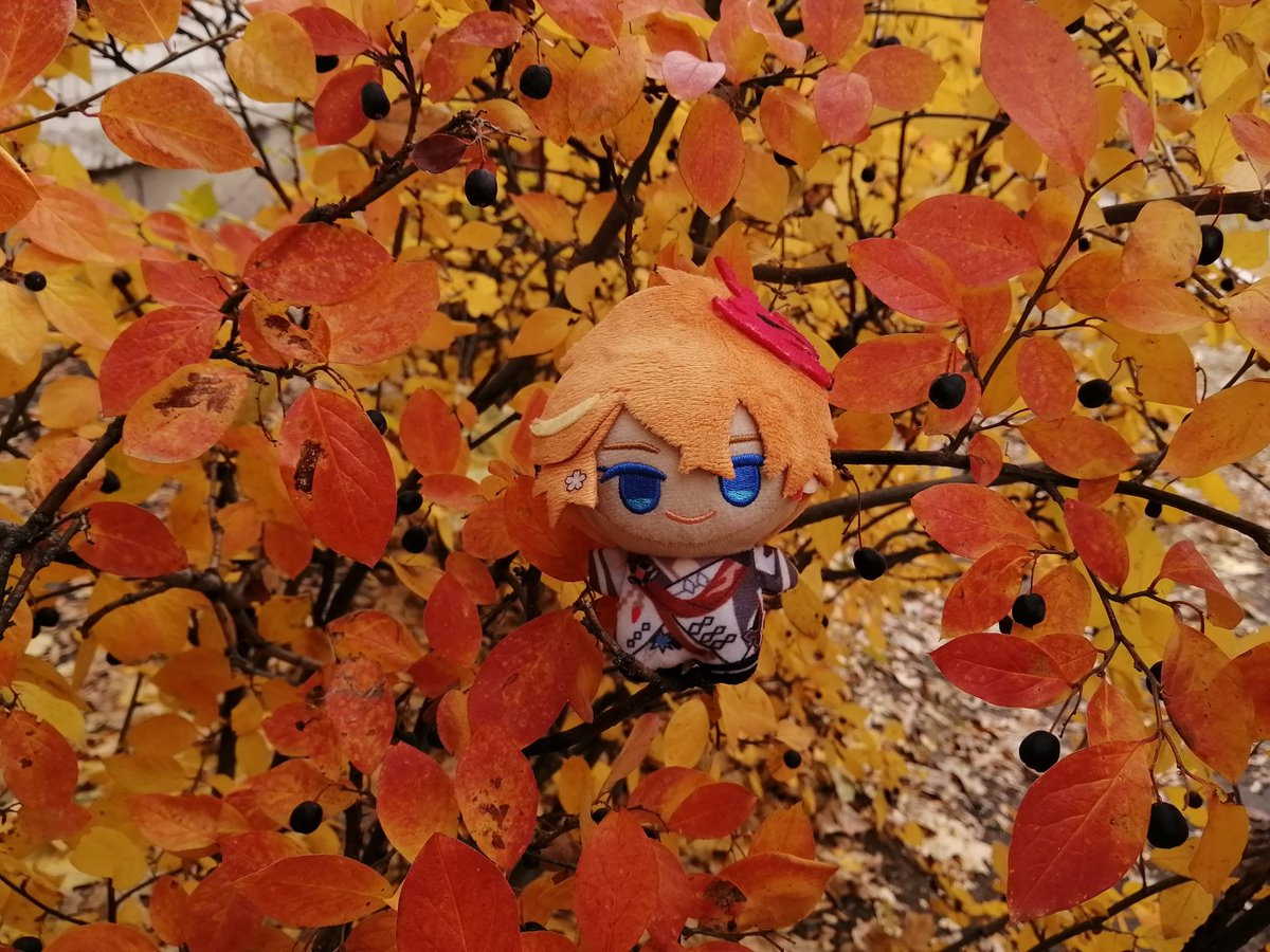 Потому что могу себе позволить роскошь фоткать Тарталю в листощках 🍂