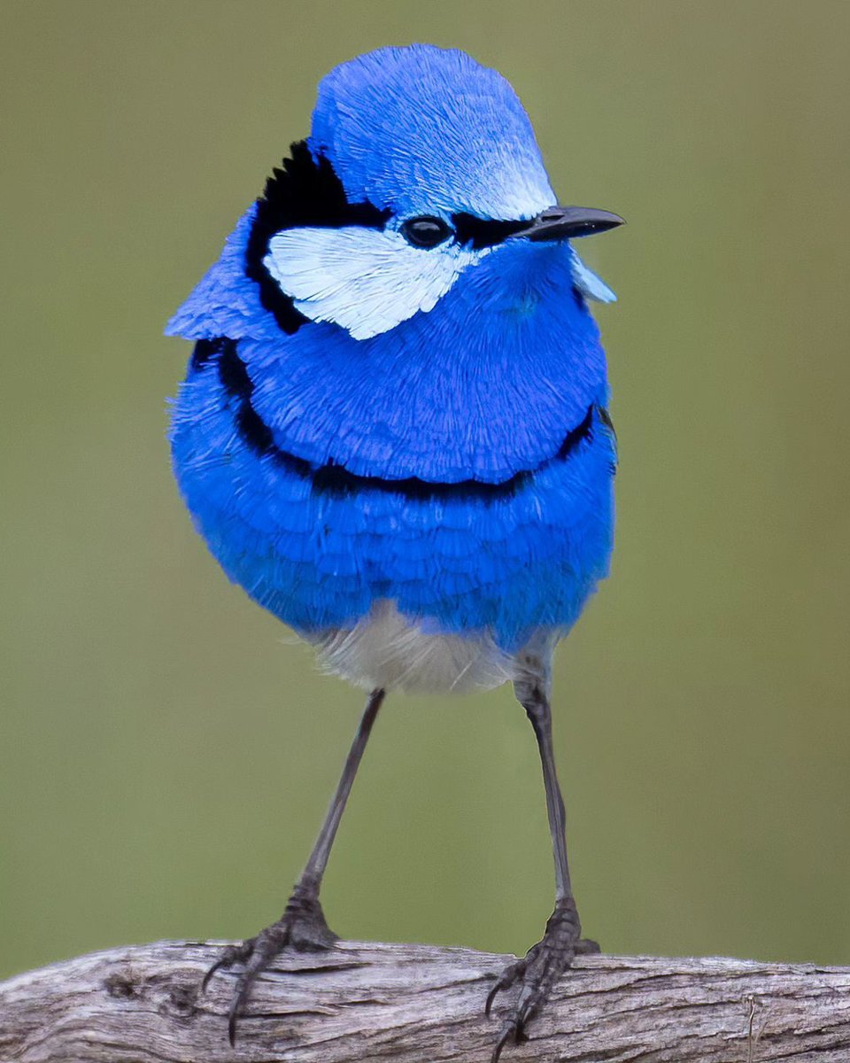 Ga0wrqBakAA0iM9?format=jpg&name=medium