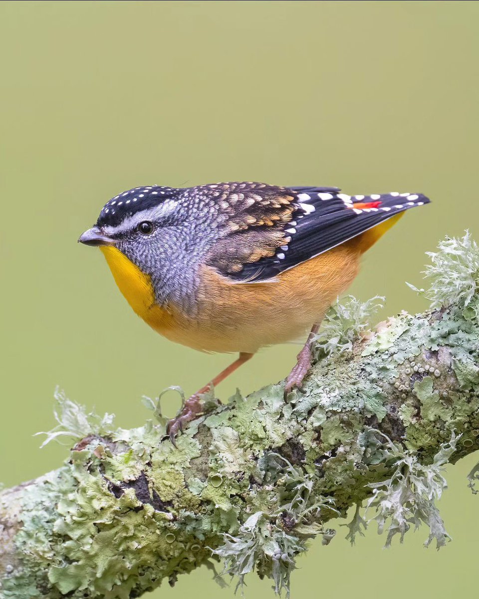 Ga0wtK-bQAAp7vu?format=jpg&name=medium