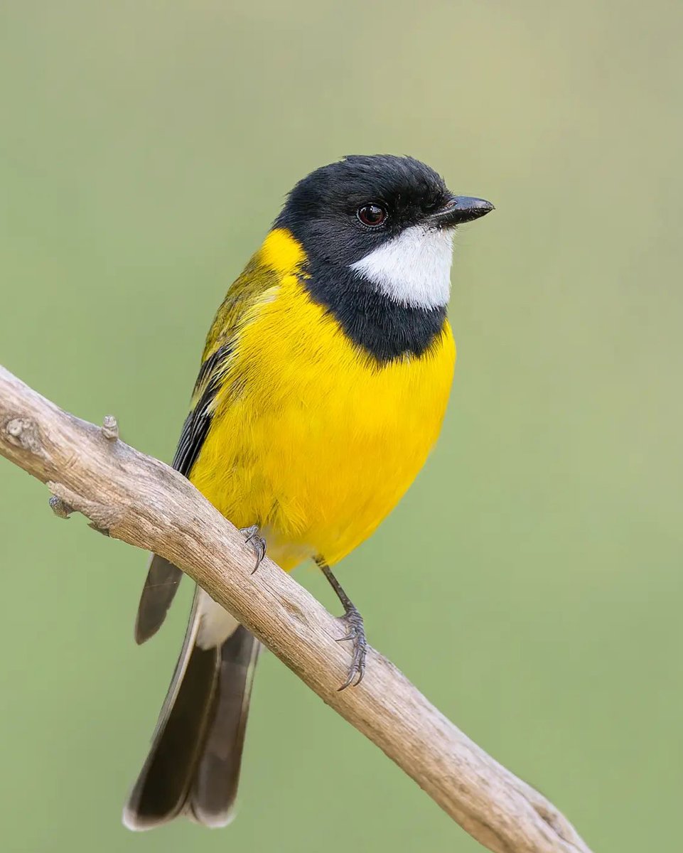 Ga0wz7taIAAVAUM?format=jpg&name=medium