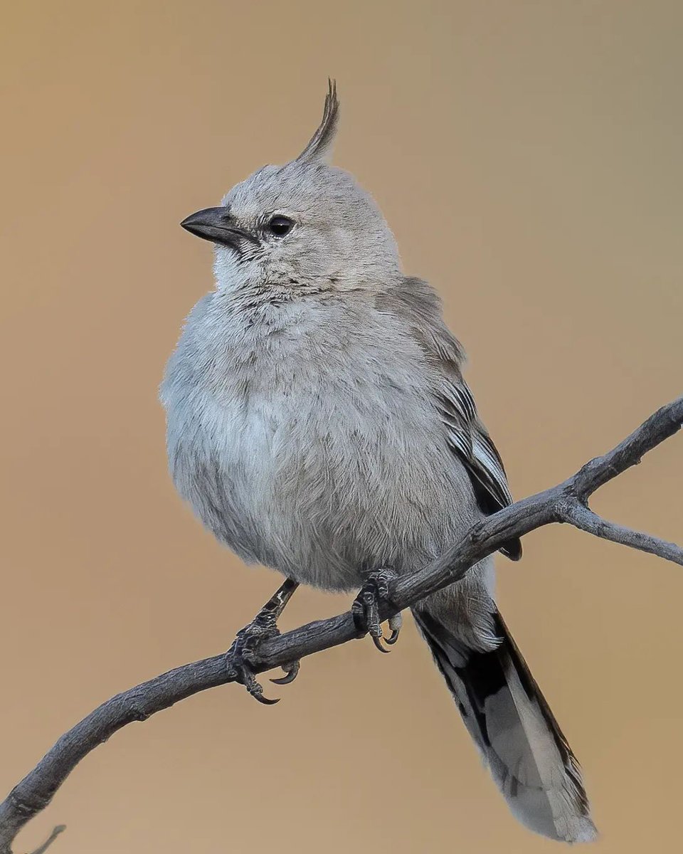 Chirruping Wedgebill
