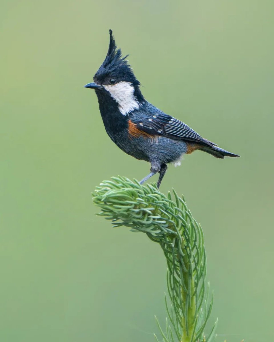 Ga0xZnpaEAAAPtF?format=jpg&name=medium