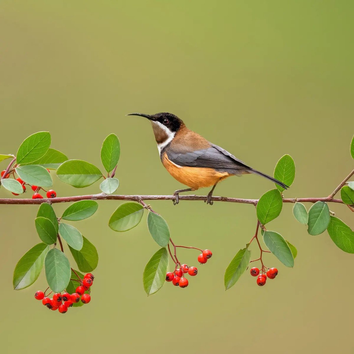 Eastern Spinebill