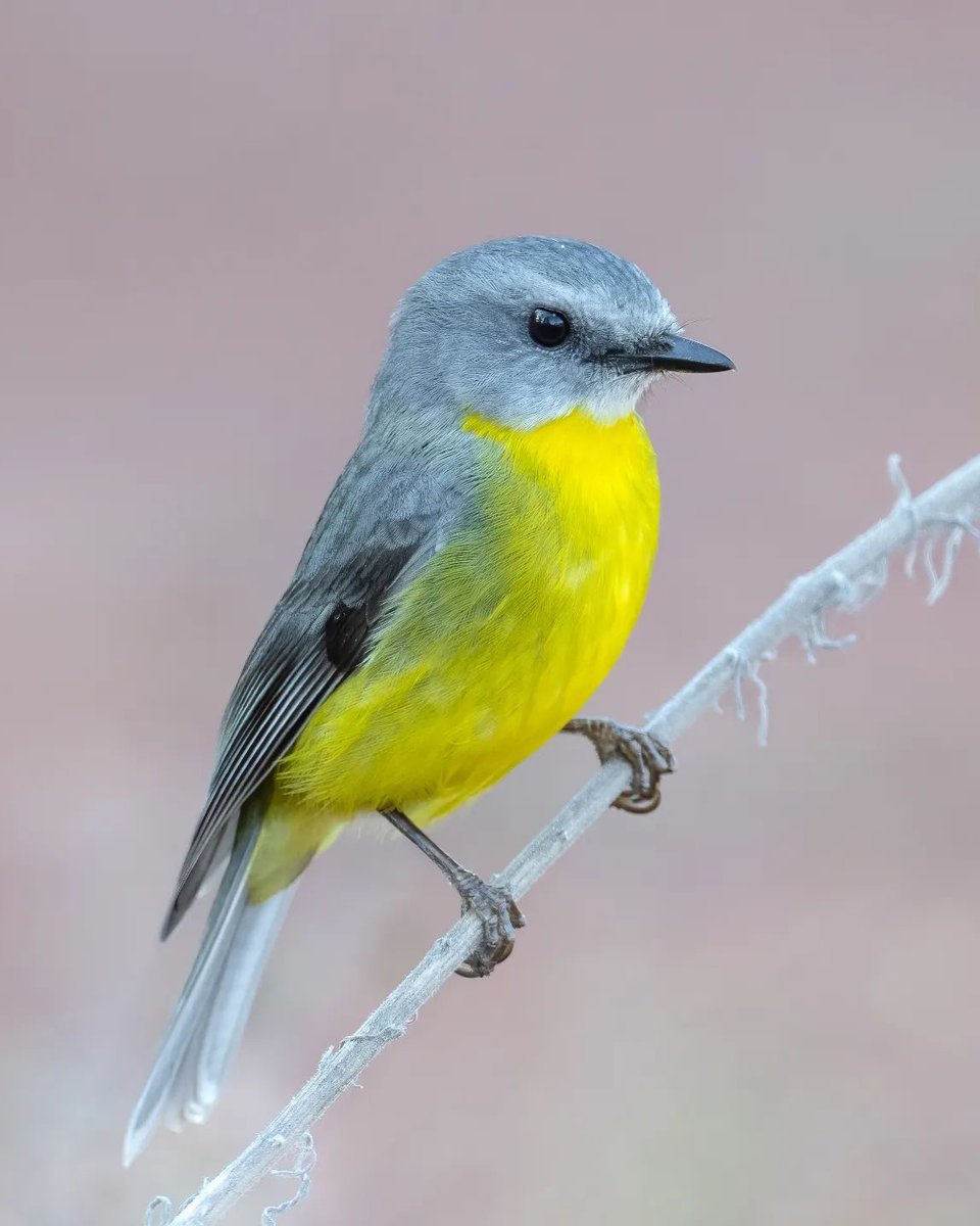 Ga0xe4hbUAAj3dm?format=jpg&name=medium