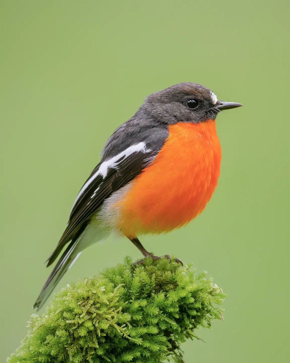 Ga0xgEzasAAyILr?format=jpg&name=medium