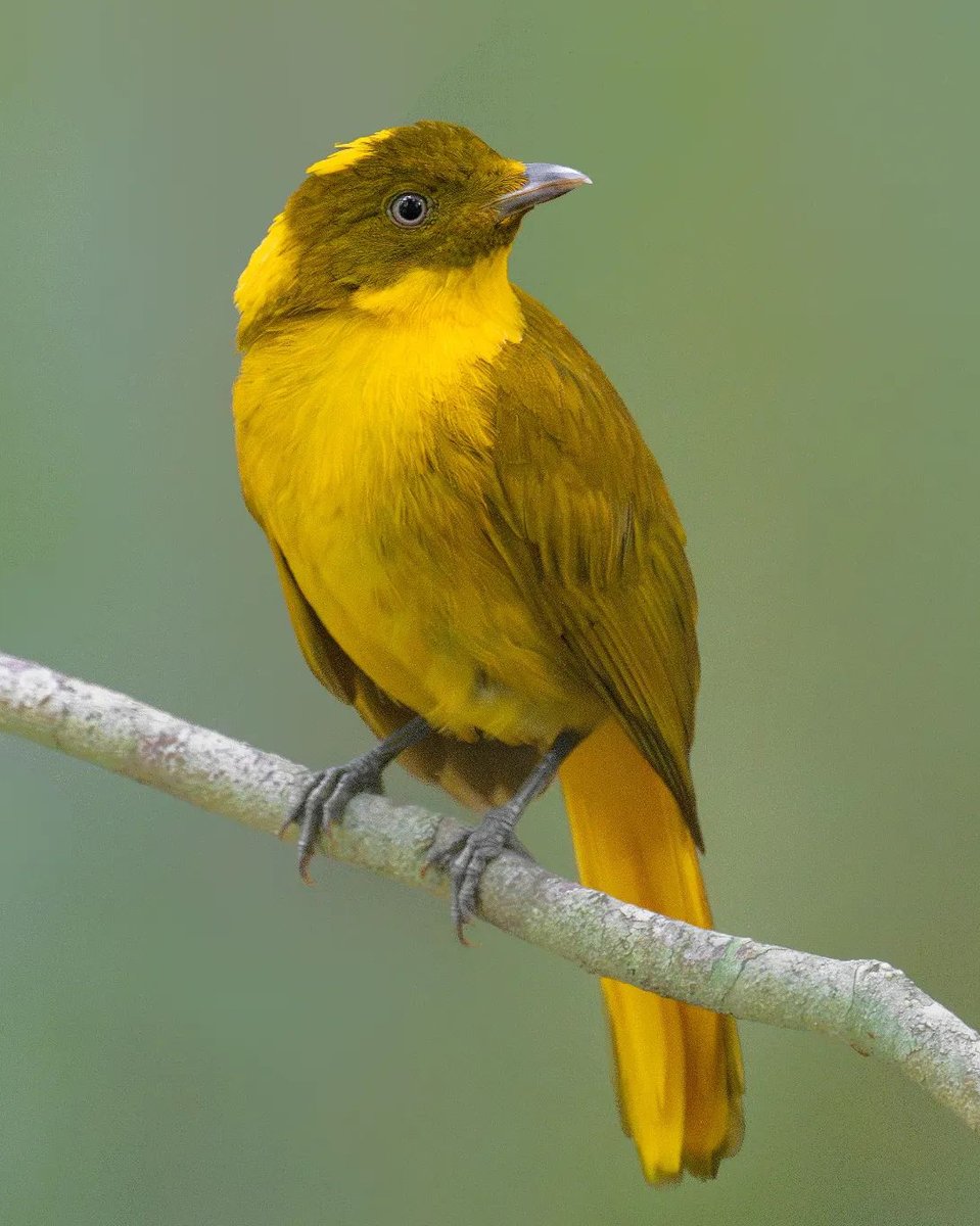 Ga0xiobaMAAt8Ae?format=jpg&name=medium