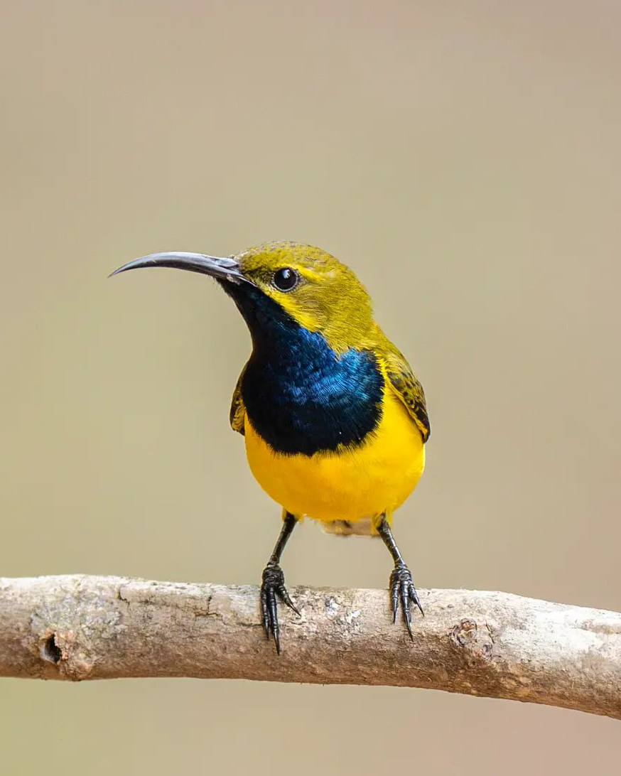 Ga0yJgUbQAASoT5?format=jpg&name=medium