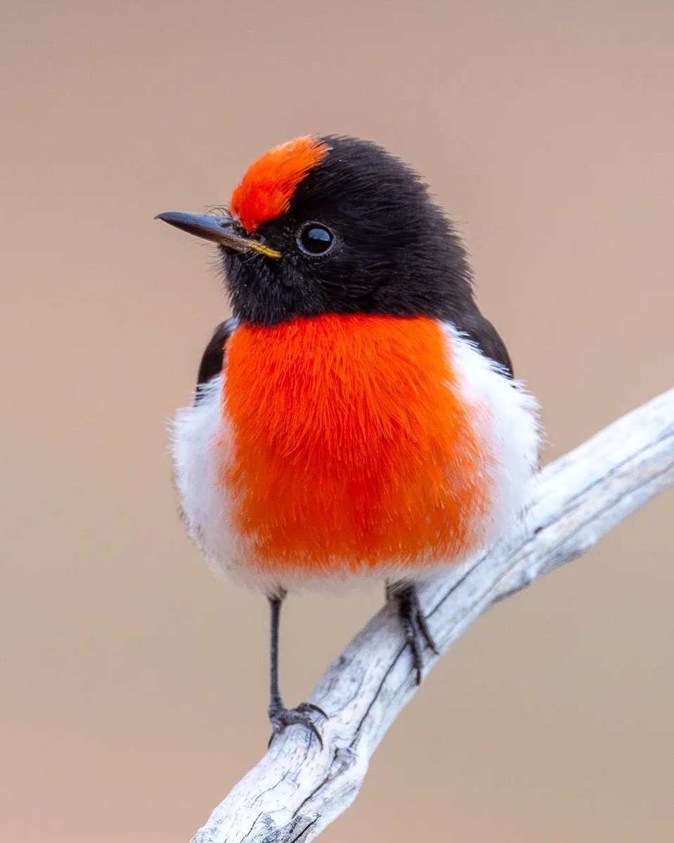 Red-capped Robin