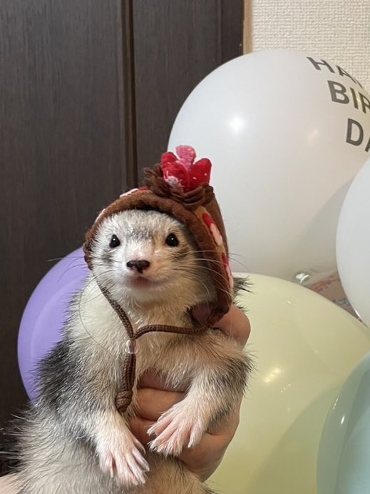 0Pt15's tweet photo. 10月25日はショコラ1歳の誕生日でした🎉
バルーンをバックに何とか写真撮れました🎈 https://t.co/R2oIBD12qH