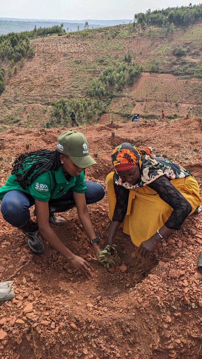 Claudine Kamanzi (@kamanzi_claudin) on Twitter photo Today was a memorable experience as I participated in community service, #Umuganda in <a href="/RwamaganaDistr/">Rwamagana District</a>, where we planted trees to mark the beginning of the tree-planting season.
<a href="/Forest4lifec/">Forest4life</a>
#PlantTree #NurtureIt #SaveThePlanet
#GreenRwanda Today was a memorable experience as I participated in community service, #Umuganda in <a href="/RwamaganaDistr/">Rwamagana District</a>, where we planted trees to mark the beginning of the tree-planting season.
<a href="/Forest4lifec/">Forest4life</a>
#PlantTree #NurtureIt #SaveThePlanet
#GreenRwanda