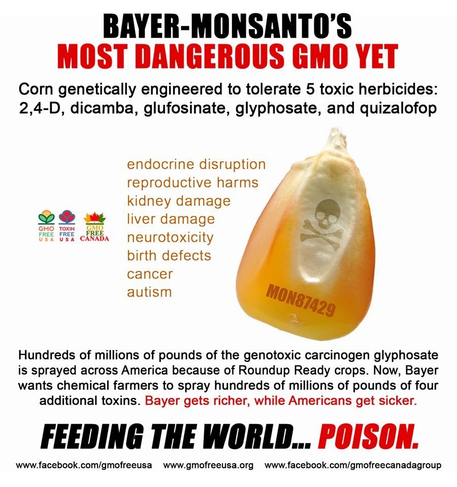 JerryXhandle's tweet photo. @woye1 We will not be forced into accepting GMOs. They are dangerous to health. #BanGMOImmediately https://t.co/GpQXGd5wRm