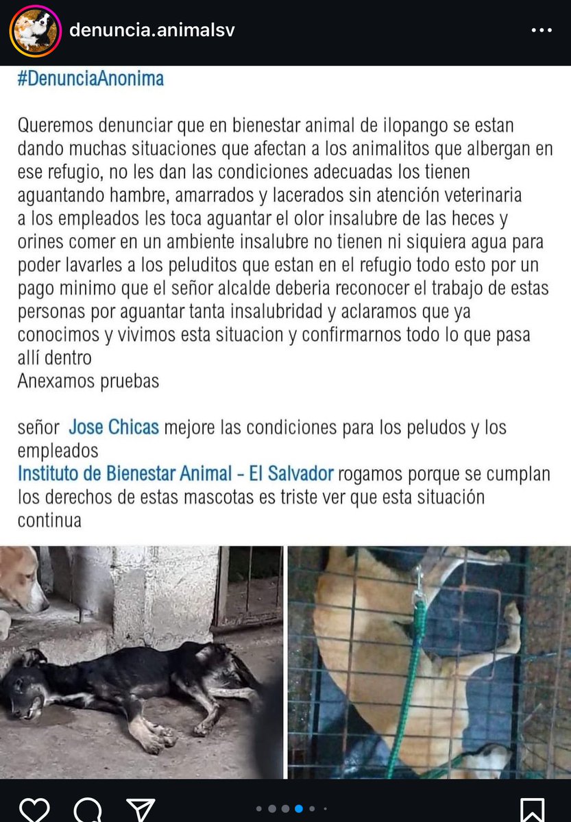 LigiaRoca's tweet photo. ¿Como es posible que los perros se estén muriendo de desnutrición en el albergue de Ilopango @ibaelsalvador? Esto es un claro maltrato Animal. ¿Van a hacer algo al
Respecto IBA El Salvador? O nuevamente silencio TOTAL y que los perros se sigan muriendo de hambre. @lamanadadepick https://t.co/5lvgYJtQfF