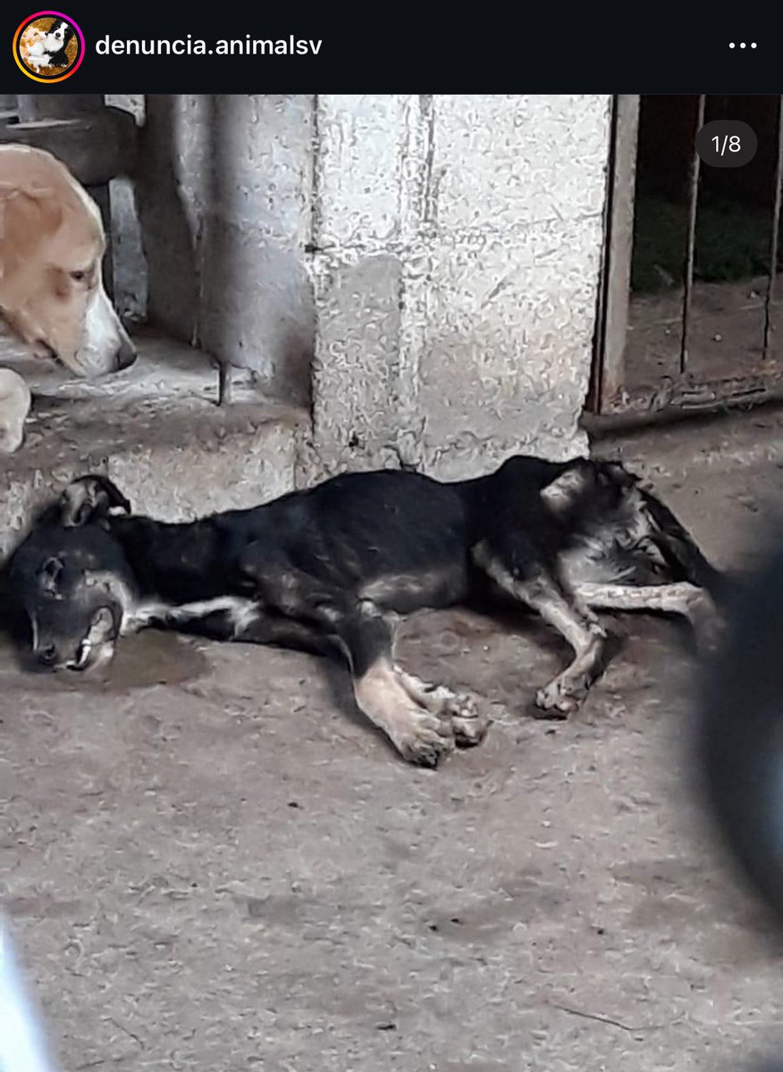 LigiaRoca's tweet photo. ¿Como es posible que los perros se estén muriendo de desnutrición en el albergue de Ilopango @ibaelsalvador? Esto es un claro maltrato Animal. ¿Van a hacer algo al
Respecto IBA El Salvador? O nuevamente silencio TOTAL y que los perros se sigan muriendo de hambre. @lamanadadepick https://t.co/5lvgYJtQfF