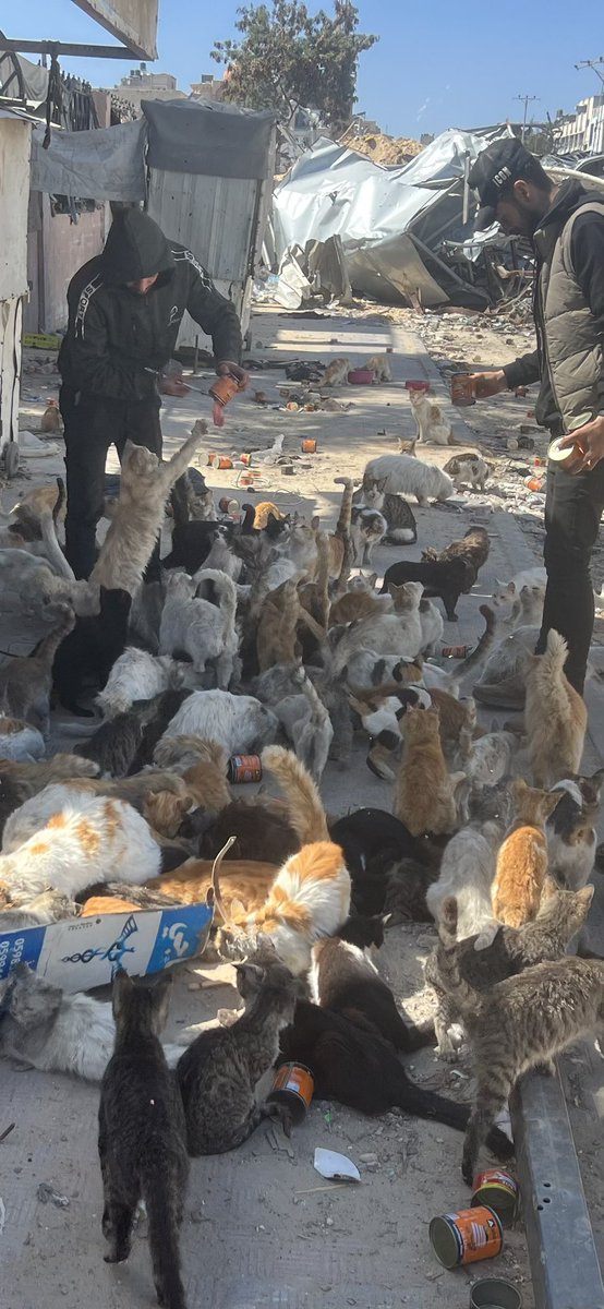 My account is dying ;(

If you see this post PLEASE, just comment 🍉🐾,🇵🇸 or even a Dot. 

Let me see all the Pro-Palestinian here👇🏻🐾💕