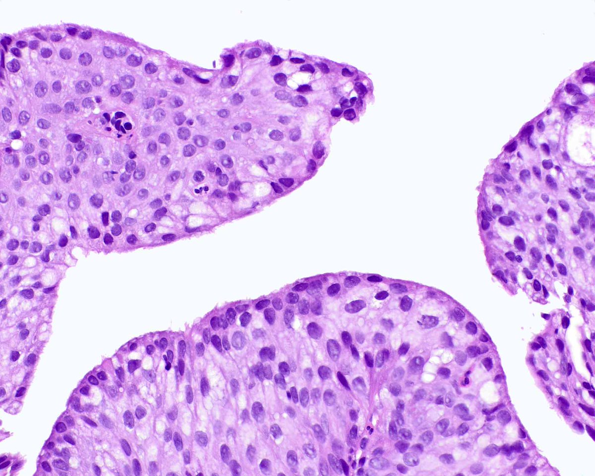 Elizabeth Montgomery, MD tweet media