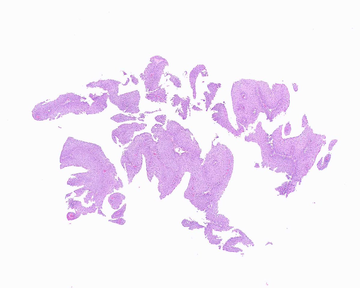 Elizabeth Montgomery, MD tweet media