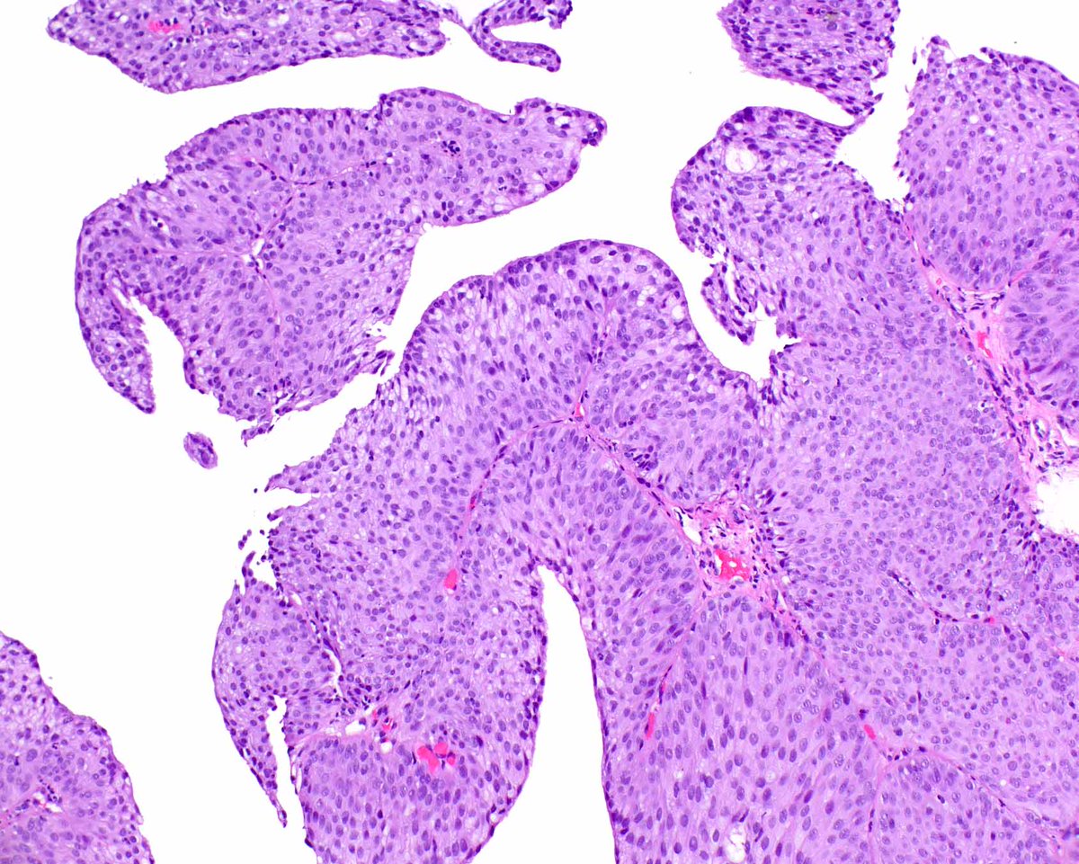 Elizabeth Montgomery, MD tweet media