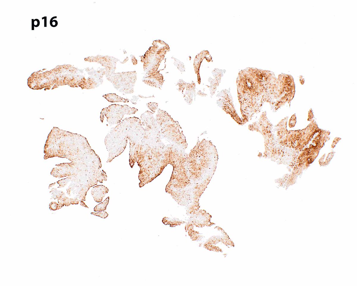 Elizabeth Montgomery, MD tweet media