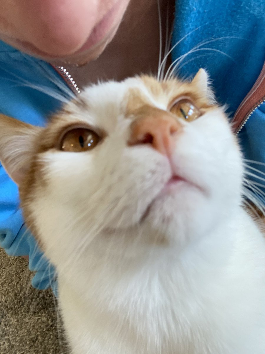 squatchey's tweet photo. 💕💕#snelovespets https://t.co/qhmHq6NnzI
